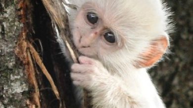 Copy of article 2589986 1C92E23F00000578 914 634x626 The Only White Monkey in the Whole World - 8