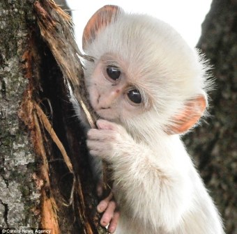 Copy of article 2589986 1C92E23F00000578 The Only White Monkey in the Whole World - monkeys 1
