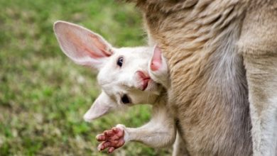 Copy of baby kangaroo white Have You Ever Seen a White Kangaroo Before? - 8