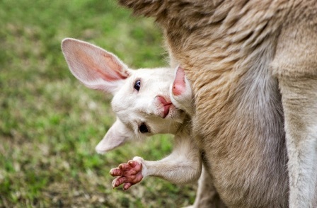 Copy of baby kangaroo white Have You Ever Seen a White Kangaroo Before? - 1