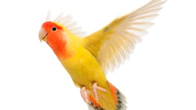 Copy of bird average bird lifespans thinkstock 1552536669 “ Canary” The Bird of Kings, Rich People & Miners - 8