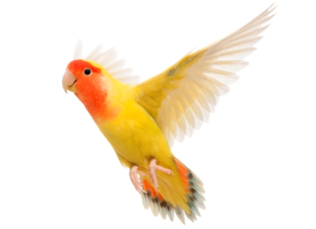 Copy of bird average bird lifespans thinkstock 1552536669 “ Canary” The Bird of Kings, Rich People & Miners - canary 1