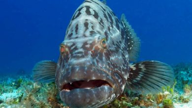 Copy of grouper Is The Atlantic Goliath Grouper Endangered? - 8