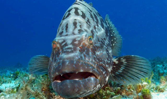 Copy of grouper Is The Atlantic Goliath Grouper Endangered? - Atlantic goliath grouper 1