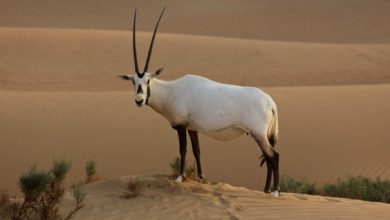 The Arabian Oryx Returns Back to Life 23 Copy of img 7606 version 2 The Arabian Oryx Returns Back to Life - 8