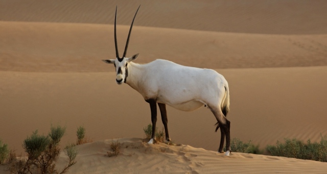 Copy of img 7606 version 2 The Arabian Oryx Returns Back to Life - white oryx 1
