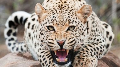 Is Cheetah Going to Be Extinct & Disappear from Our Life? 21 Copy of mad cheetah 7680x4320 Is Cheetah Going to Be Extinct & Disappear from Our Life? - 2