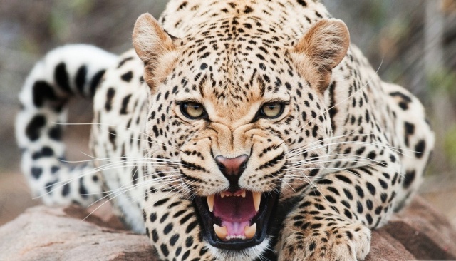 Copy of mad cheetah Is Cheetah Going to Be Extinct & Disappear from Our Life? - large cats 1
