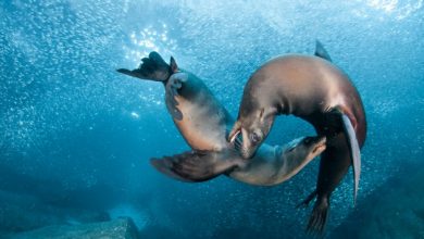 Is It “Sea Lions Or Sea Bears” You Have to Decide 471 Copy of sea lions playing Is It “Sea Lions Or Sea Bears” You Have to Decide - 142