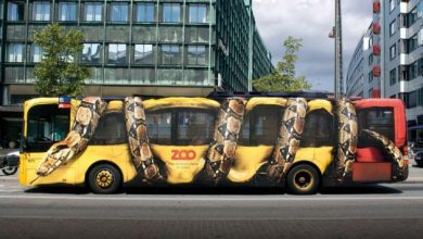 Copy of snakes bus anaconda snake desktop 1400x835 hd wallpaper 756874 Unbelievable Facts You Don’t Know about Anaconda - 8