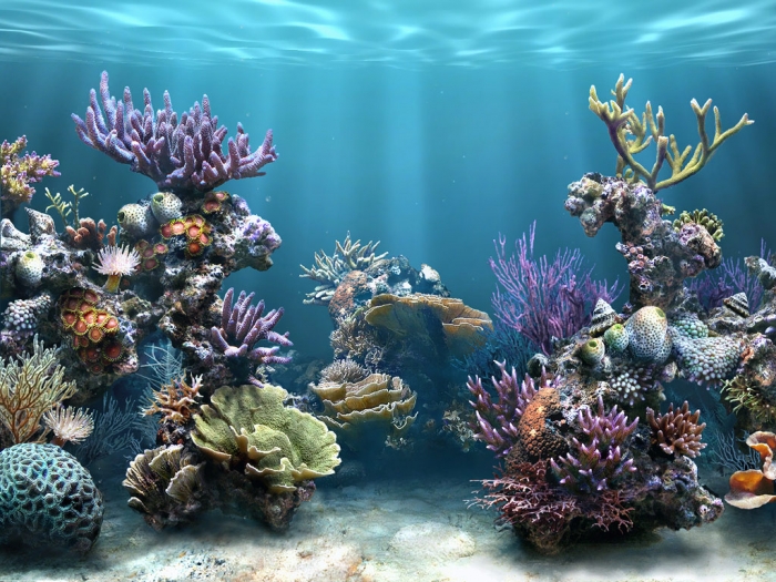 Coral-Reefs_wallpapers
