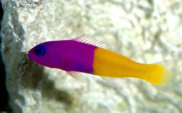 What Are the Kinds of Fish You Can Put in Your Fish Tank? 18 Cortez_Rainbow_wrasse_popular_aquarium_fish