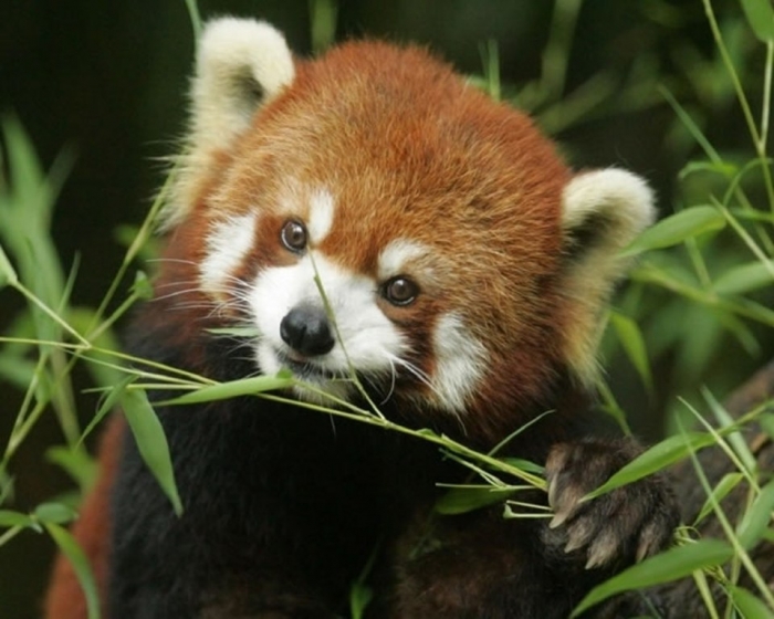 Cute-Little-Red-Pandas-22 Is the Red Panda a Cat, Bear or Raccoon?