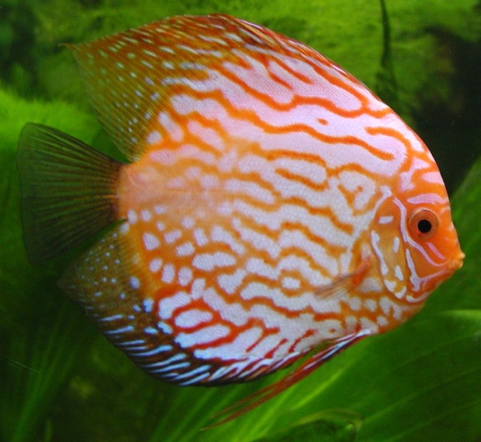 What Are the Kinds of Fish You Can Put in Your Fish Tank? 6 Discus_fish