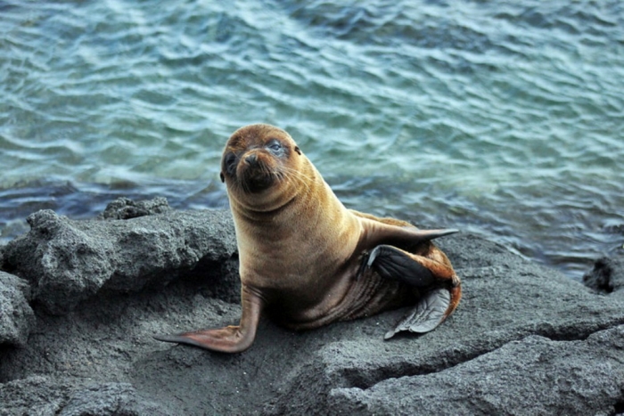 Is It “Sea Lions Or Sea Bears” You Have to Decide 10 Ecuador-Galapagos-Sea-Lion-L