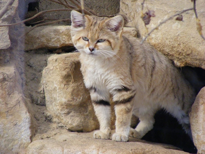FULLSIZE-sand_cat_i3 Why Is the Sand Cat the Strongest Cat on Earth?