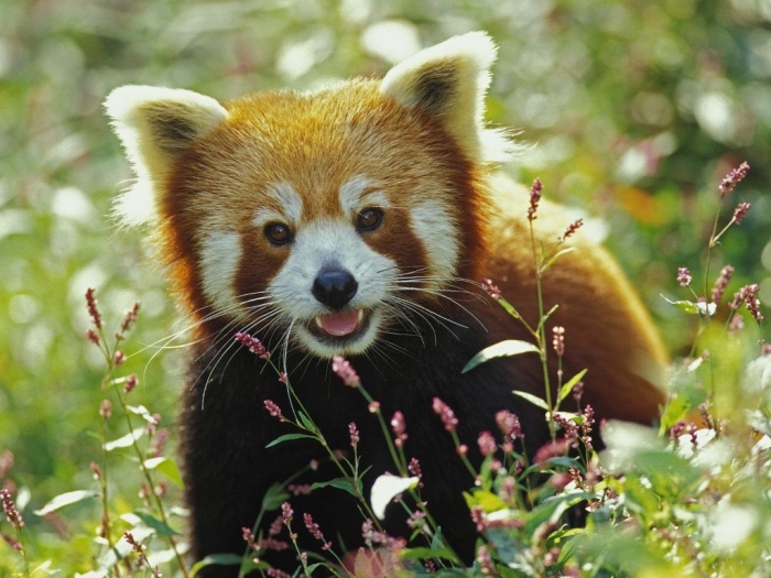 Firefox-Red-Panda