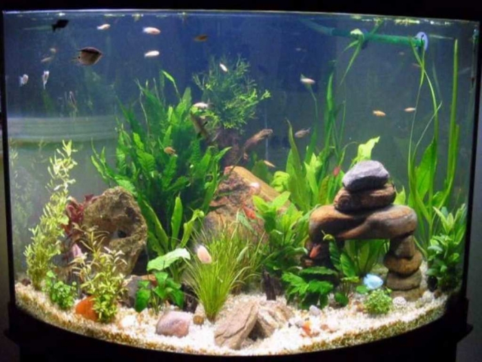 Fish-Tank-Decoration-Pictureswith-the-regular-stone