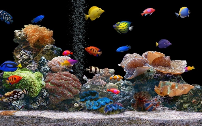 What Are the Kinds of Fish You Can Put in Your Fish Tank? 23 Fish-Tank