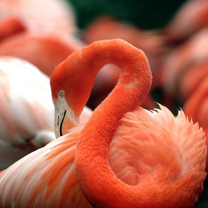 Flamingo Strange Facts about the Most Beautiful Bird on Earth “Flamingo”