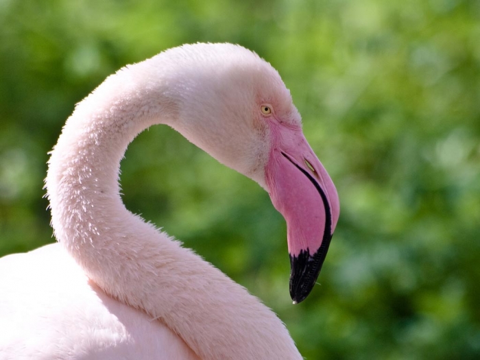 Flamingo_Greater_WilliamWarby Strange Facts about the Most Beautiful Bird on Earth “Flamingo”