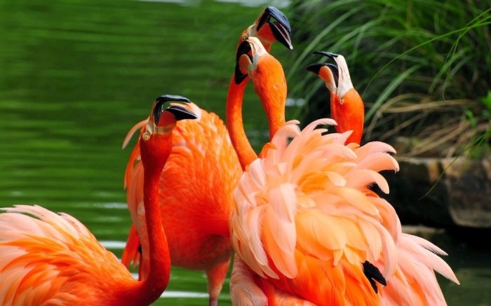 Flamingo_HD_Wallpaper Strange Facts about the Most Beautiful Bird on Earth “Flamingo”