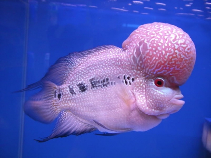 What Are the Kinds of Fish You Can Put in Your Fish Tank? 16 FlowerHornFish2