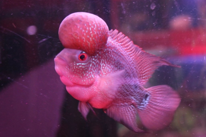 What Are the Kinds of Fish You Can Put in Your Fish Tank? 11 Flowerhorn-Monster-Kok_wz4997