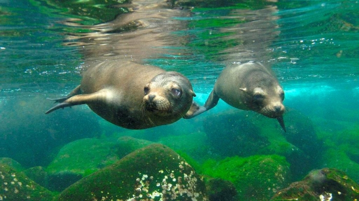 Is It “Sea Lions Or Sea Bears” You Have to Decide 18 Galapagos-Sea-Lion-Pair--Hood-Island--Galapagos-Islands--Ecuador