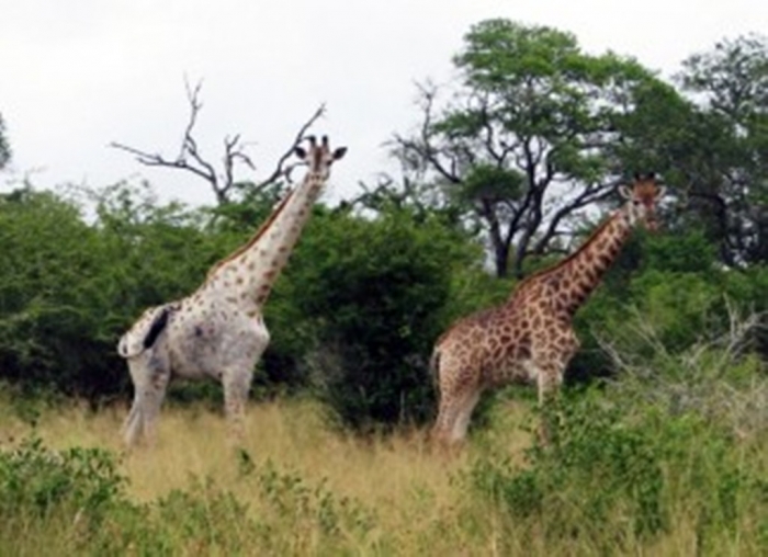 Giraffes-2-300x218
