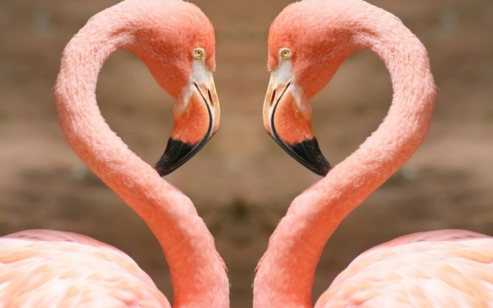 Heart-by-flamingos Strange Facts about the Most Beautiful Bird on Earth “Flamingo”
