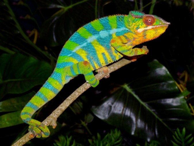 How Can The Chameleon Change Its Color?