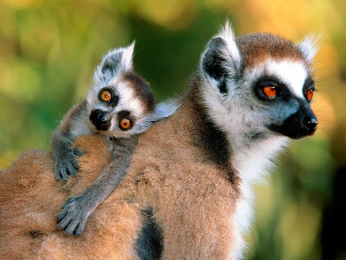 Lemurs-monkeys-14750770-1600-1200