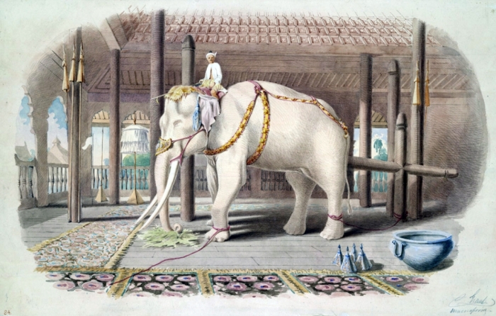 The White Elephant Is Not a Legend 2 Lord_White_Elephant