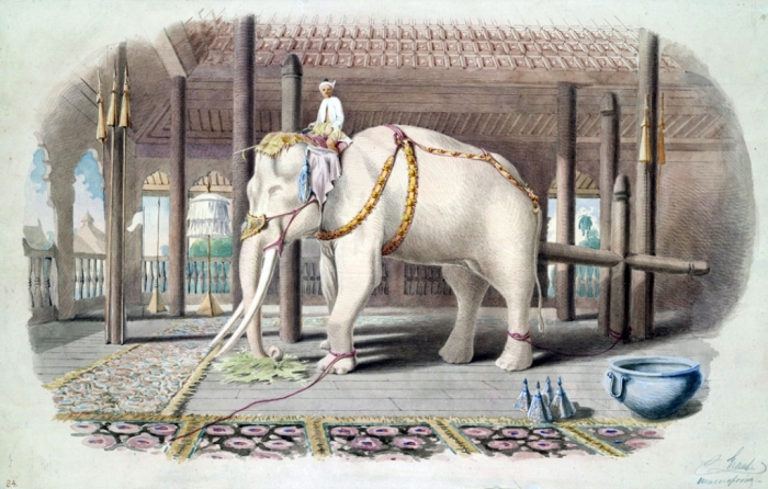 Lord_White_Elephant