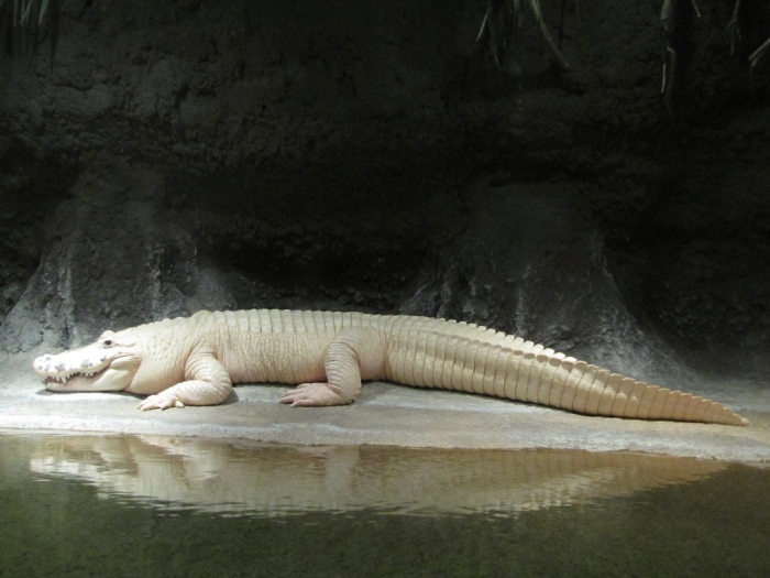 New-Orleans-audubon-zoo-white-alligator
