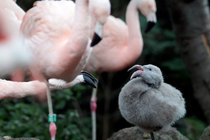 PAY-Flamingo-chick