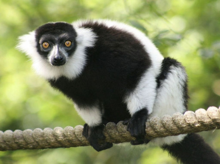 Rare-Lemur-Group-Found-2 Are Lemurs Ghosts, Monkeys Or Just Strange Creatures?