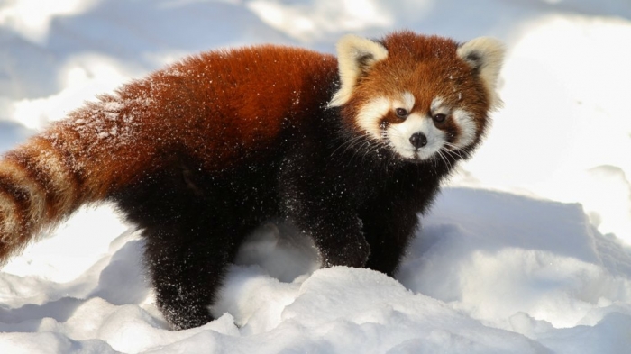 Red-panda-Ultra-HD5 Is the Red Panda a Cat, Bear or Raccoon?