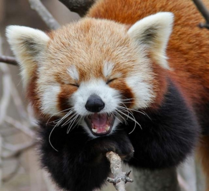 Red-panda4 Is the Red Panda a Cat, Bear or Raccoon?