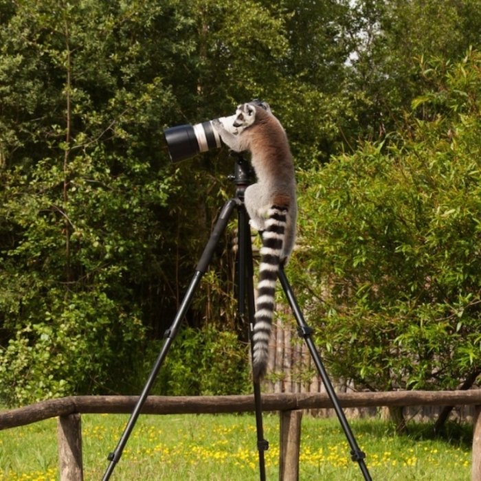 Ring-Tailed-Lemur-_624