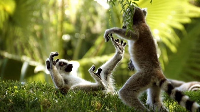 Ring-Tailed-Lemurs
