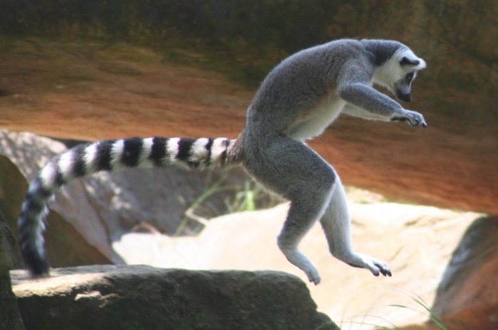 Ring_tail_lemur_leaping2 Are Lemurs Ghosts, Monkeys Or Just Strange Creatures?