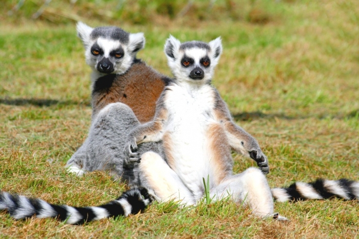 Ringtailed_lemurs