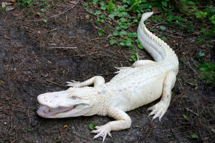 SCAquarium Albino gator
