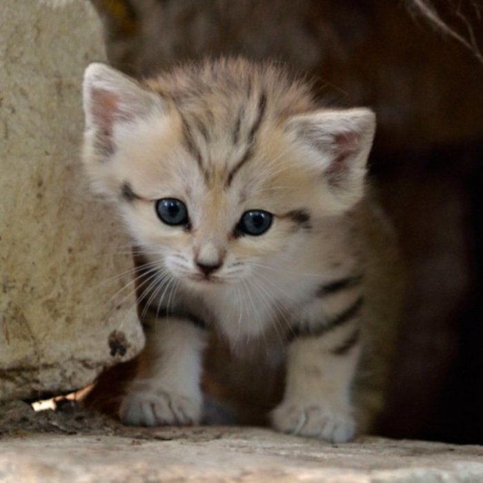 Why Is the Sand Cat the Strongest Cat on Earth? | Pouted.com