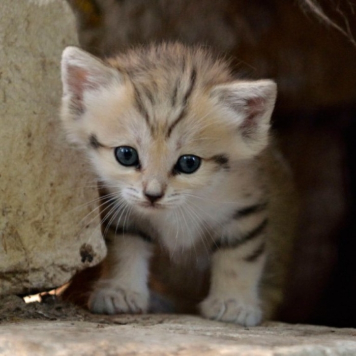 Sand-Cat-Kitten