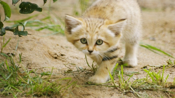 Sand-Cat-Wallpaper1 Why Is the Sand Cat the Strongest Cat on Earth?