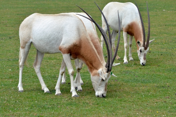 The Arabian Oryx Returns Back to Life 3 Scimitar_oryx1