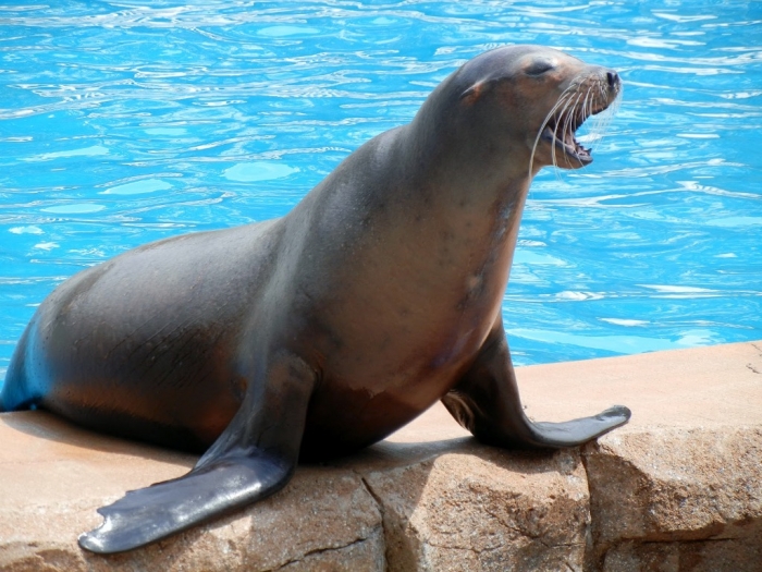 Sea-Lion. Is It “Sea Lions Or Sea Bears” You Have to Decide